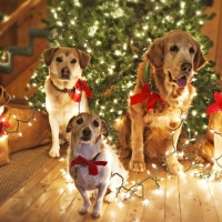 Dogs In Front Of The Christmas Tree