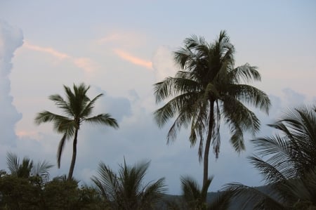 Palms - field, tree, palm, amazing