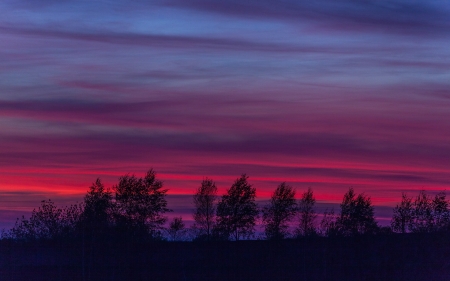 Amazing Sky - sunsut, red, tree, sky