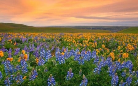 Wild Flowers - flowers, blue, wild, beautiful