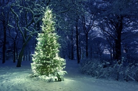 Christmas Tree - Trees, Nature, Holidays, Winter, Snowy trees, Fairy lights, Christmas tree, Snow, Park, Christmas