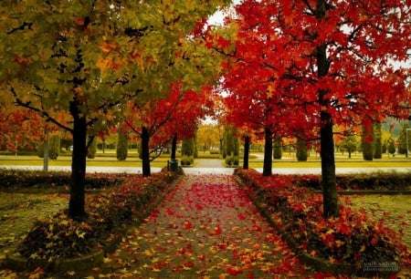 Autumn Alley - path, trees, leaves, autumn