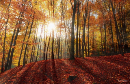 Red Carpet - trees, nature, rays, red