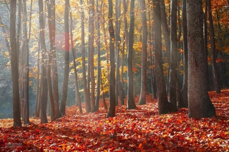 Rays In Autumn Forest - leaves, rays, autumn, trees