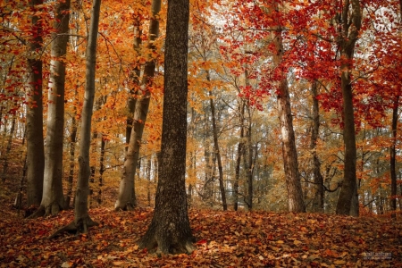 Asleep Colors - leaves, nature, autumn, trees