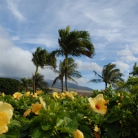 Flowers In Closeup Coconut Trees