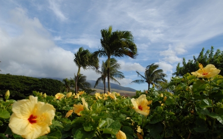 Flowers In Closeup Coconut Trees