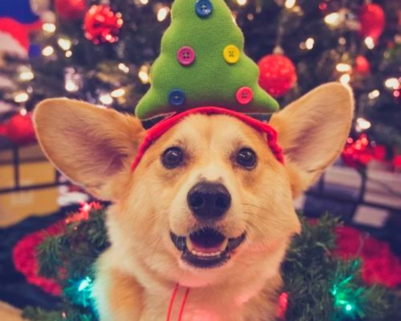 Merry Christmas - cute, hat, dog, christmas