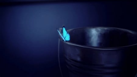 Blue Butterfly - Blue Butterfly, Life Is Strange, Butterfly, Blue, Dark