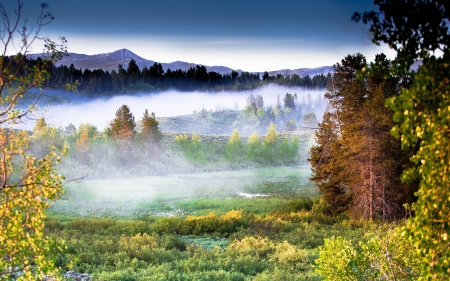 Yellow Stone Meadow - nature, fun, forest, cool, mountains