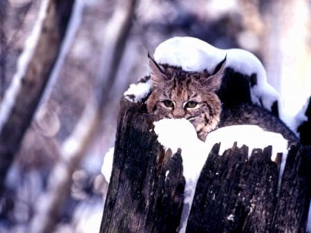 Hiding Bobcat - snow, Winter, Bobcat, tree, cat