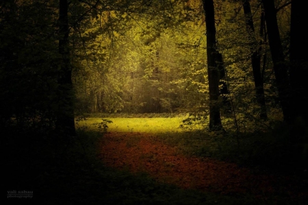 The Light from the Edge of the Forest - nature, forest, trees, light