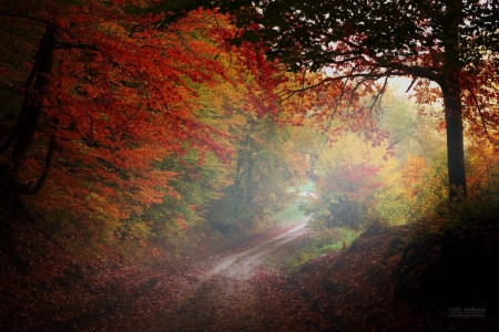 A Morning Fog - morning, fog, nature, autumn