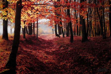 Light behind the Leaves - leaves, forest, nature, autumn