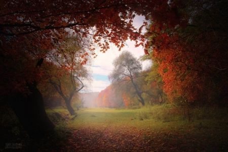 Towards the Light - trees, light, nature, autumn