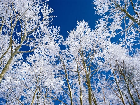 winter-scenes-1--2- - trees, white, blue, snow, Winter, sky