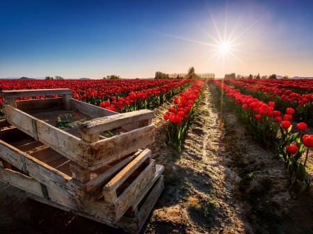 Sunset Over The Tulips  Field - nature, tulips, field, sunset, netherland