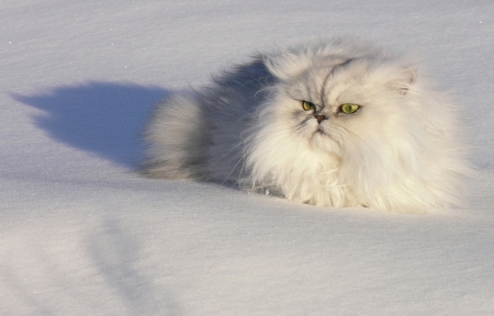 Snow Cat - white, cat, snow, beautiful