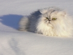 Snow Cat