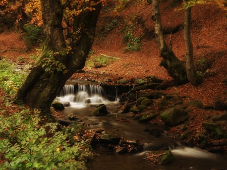 Lovely Place - water, tree, forest, river