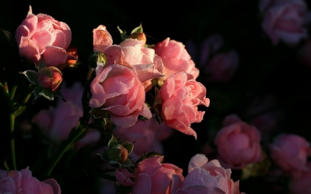 Pink Roses - lovely, rose, flower, pink