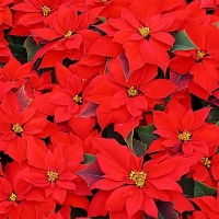 Beautiful Red Poinsettias