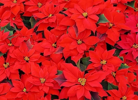 Beautiful Red Poinsettias - poinsettias, flowers, christmas, red