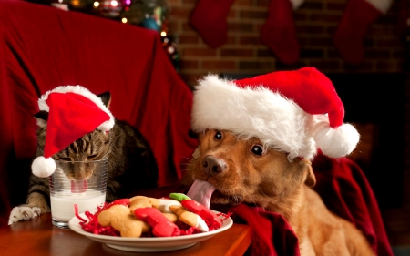 Christmas dinner. - cat, friends, dog, christmas