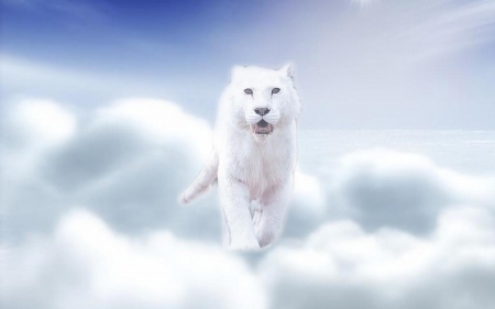 heaven cat - heaven, cloud, sky, cat