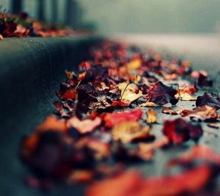 ♥ - abstract, photography, leaves, autumn