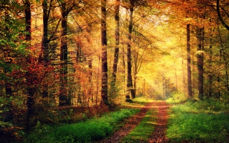 â™¥ - nature, forest, path, treees