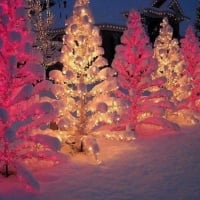 Christmas Trees in Snow