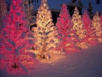 Christmas Trees in Snow