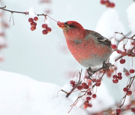 Winter's Joy - birds, winter, nature, photography, snow, beauty, cool