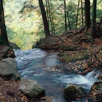 Landscape in the forest