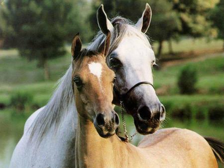 a moment of tenderness - horses, colt, animals