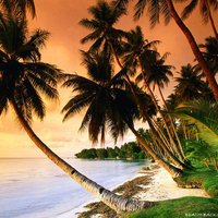 Beach Palm Trees On Sunset