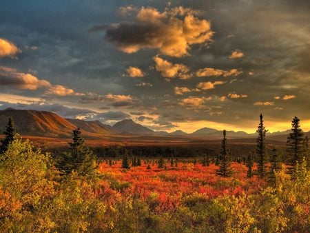 Nature Wallpaper - skies, grasslands, trees, nature, green, forest