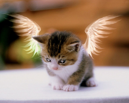 Angel - god creation, kitty baby, cute