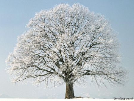 Frozen Branches - ice, branches, snow, tree, frozen