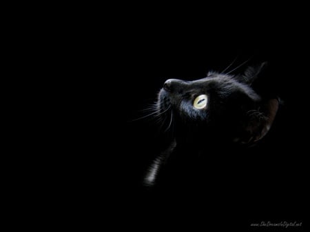 Black Cat  - cats, shadow