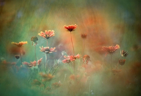 WILD FLOWERS - flowers, blur, wild, wallpaper