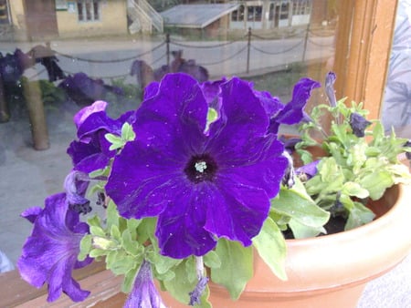 petunia - purple, petunia