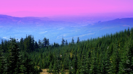 Valley Below - sky, valley, forest, evergreen trees, color, mountains, widescreen, washington