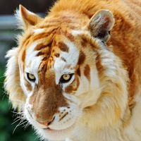 Golden tiger