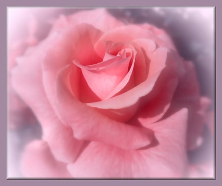 Pink rose - flowers, roses