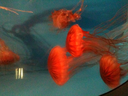 Jelly fish - jelly fish, animals