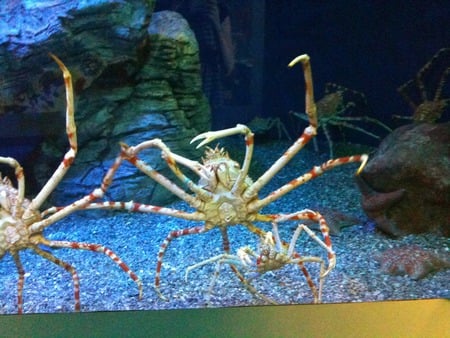 Spider crab - crab, spider crab