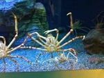 Spider crab