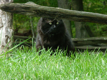 Simon the Hunter - instinct, cats, outdoors